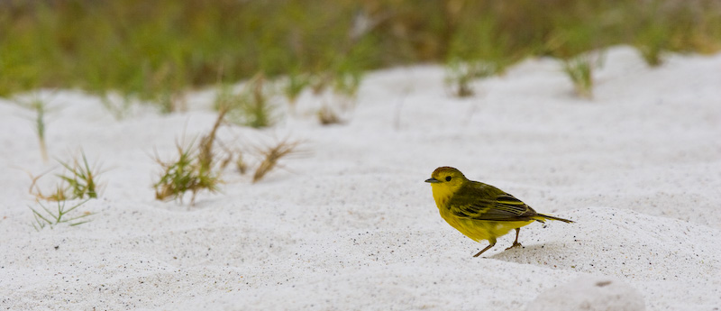Yellow Warbler On Beach